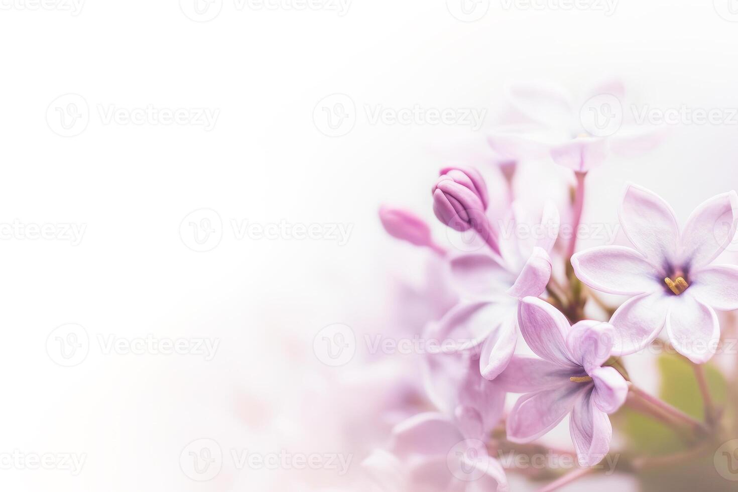 Soft focus image of lilac flowers on white background. photo
