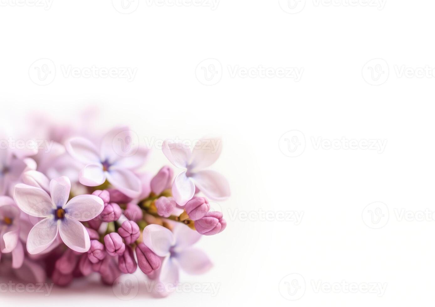 Soft focus image of lilac flowers on white background. photo