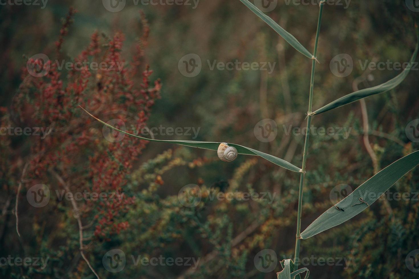 snail on a bush in an autumn day natural minimalist bokeh background photo