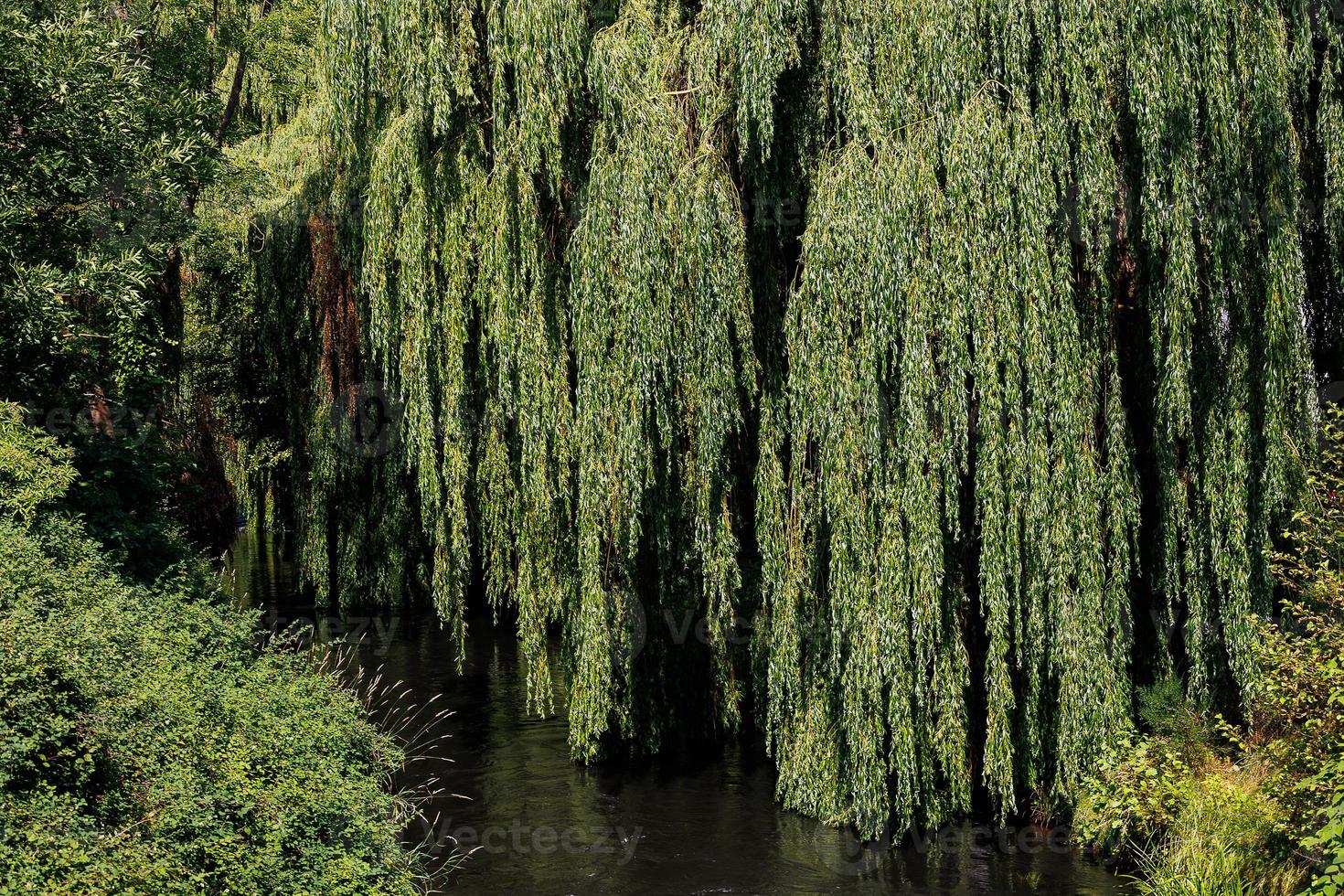 leba river flowing through Lebork Poland on a summer day photo