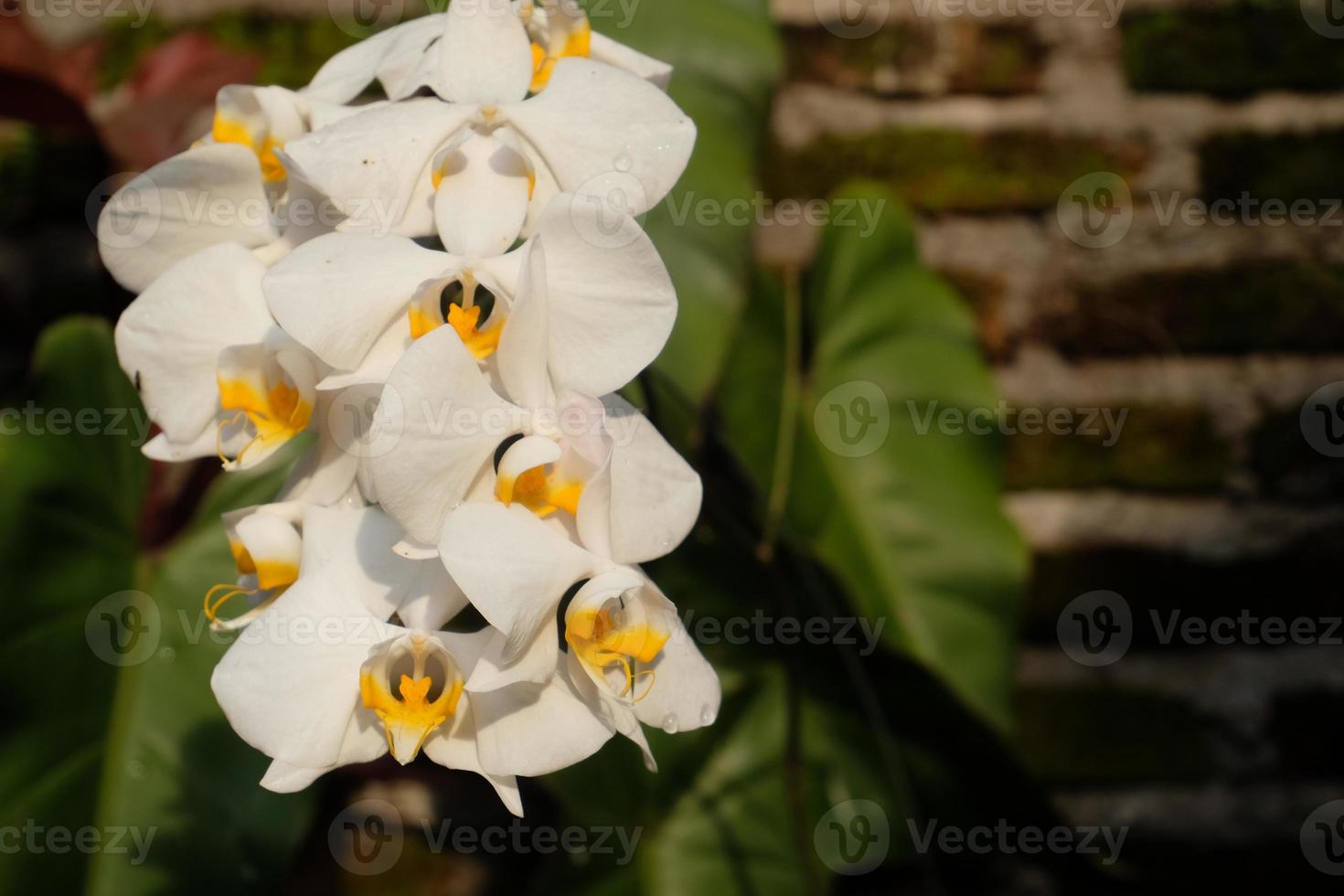 Moon Orchid Magic A Stunning Morning Display photo