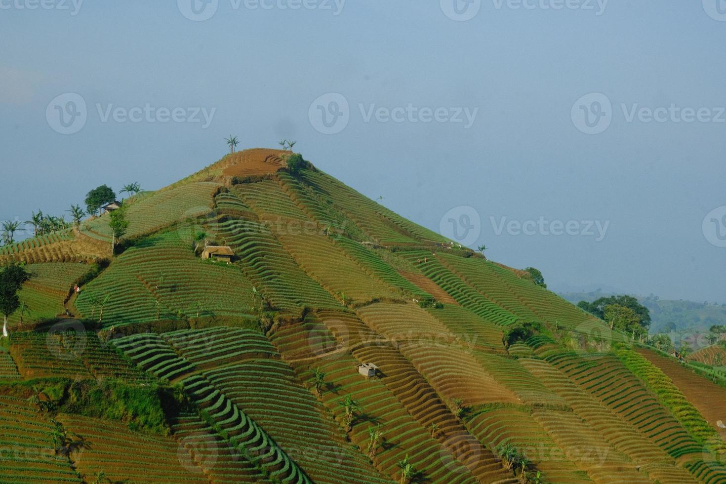 Nature's Tapestry A Mesmerizing View of Panyaweuyan's Terraced Rice Fields photo