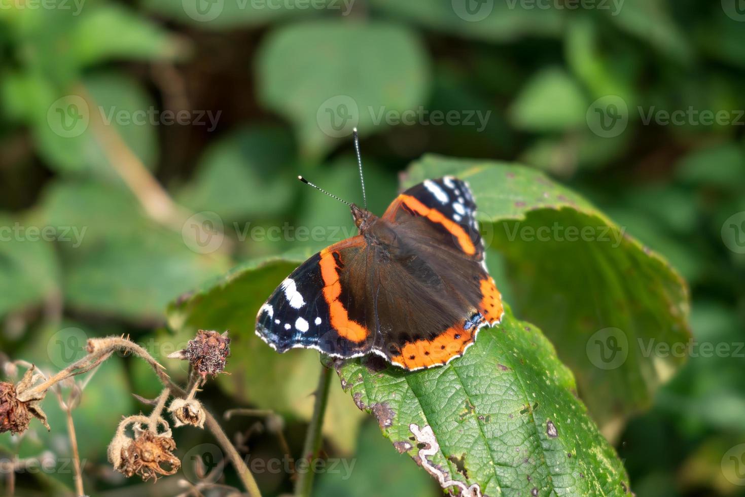 Red Admiral ,Vanessa atalanta, resting on a Blackberry bush photo