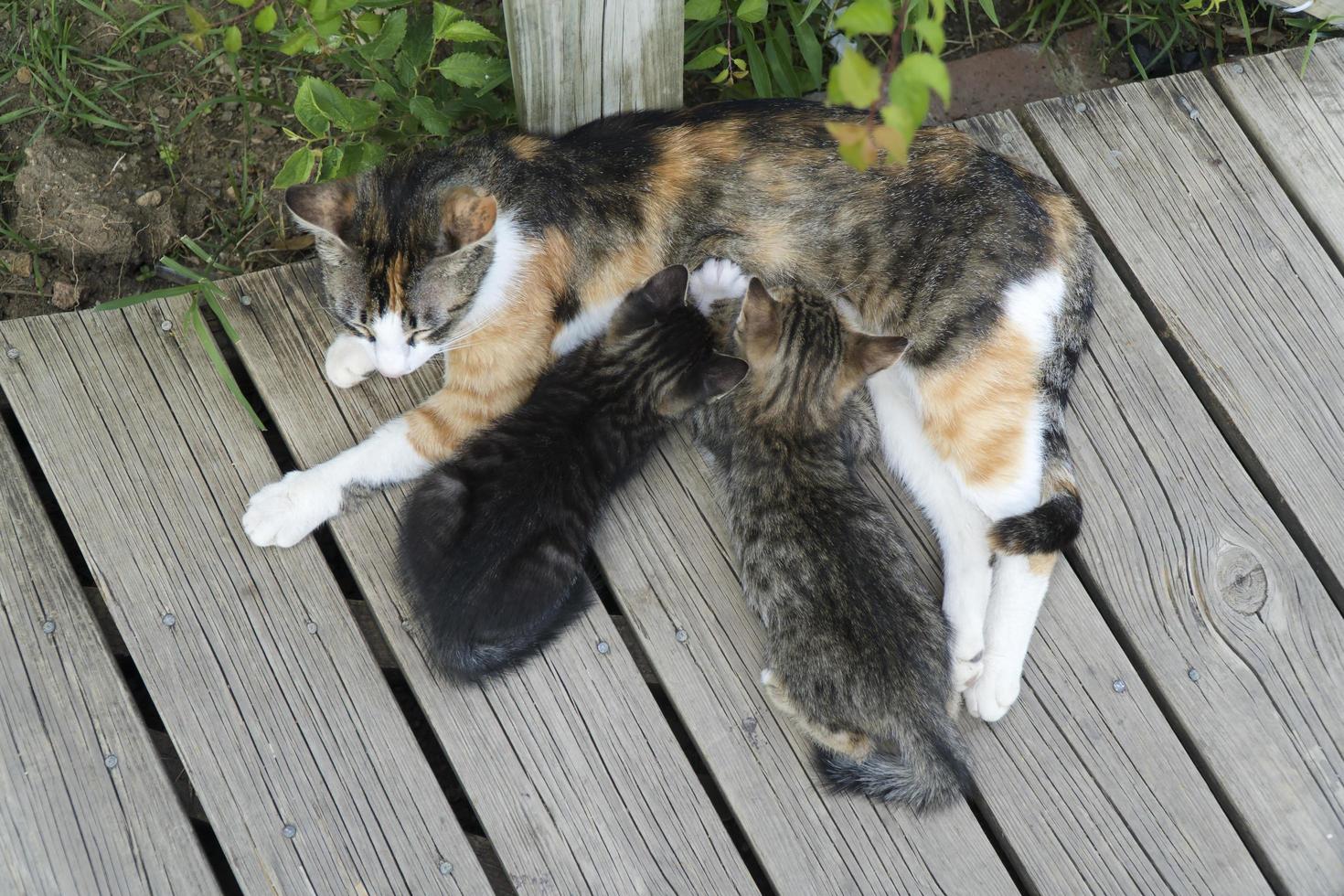 Tabby kittensare breastfeeding by their mother photo