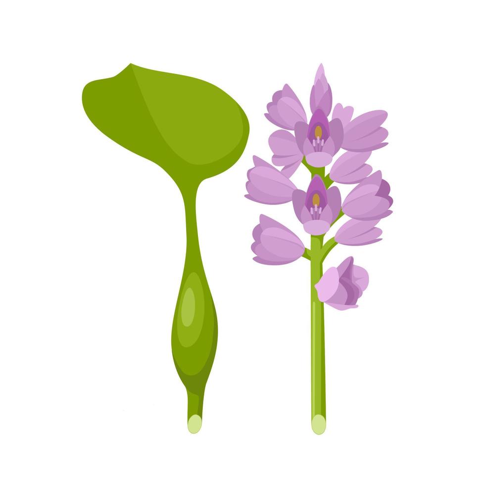 Vector illustration, water hyacinth or Eichhornia crassipes, isolated on white background.