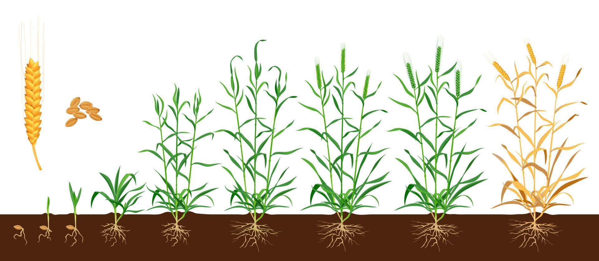 Wheat or rye grain and ear growth in soil stages vector