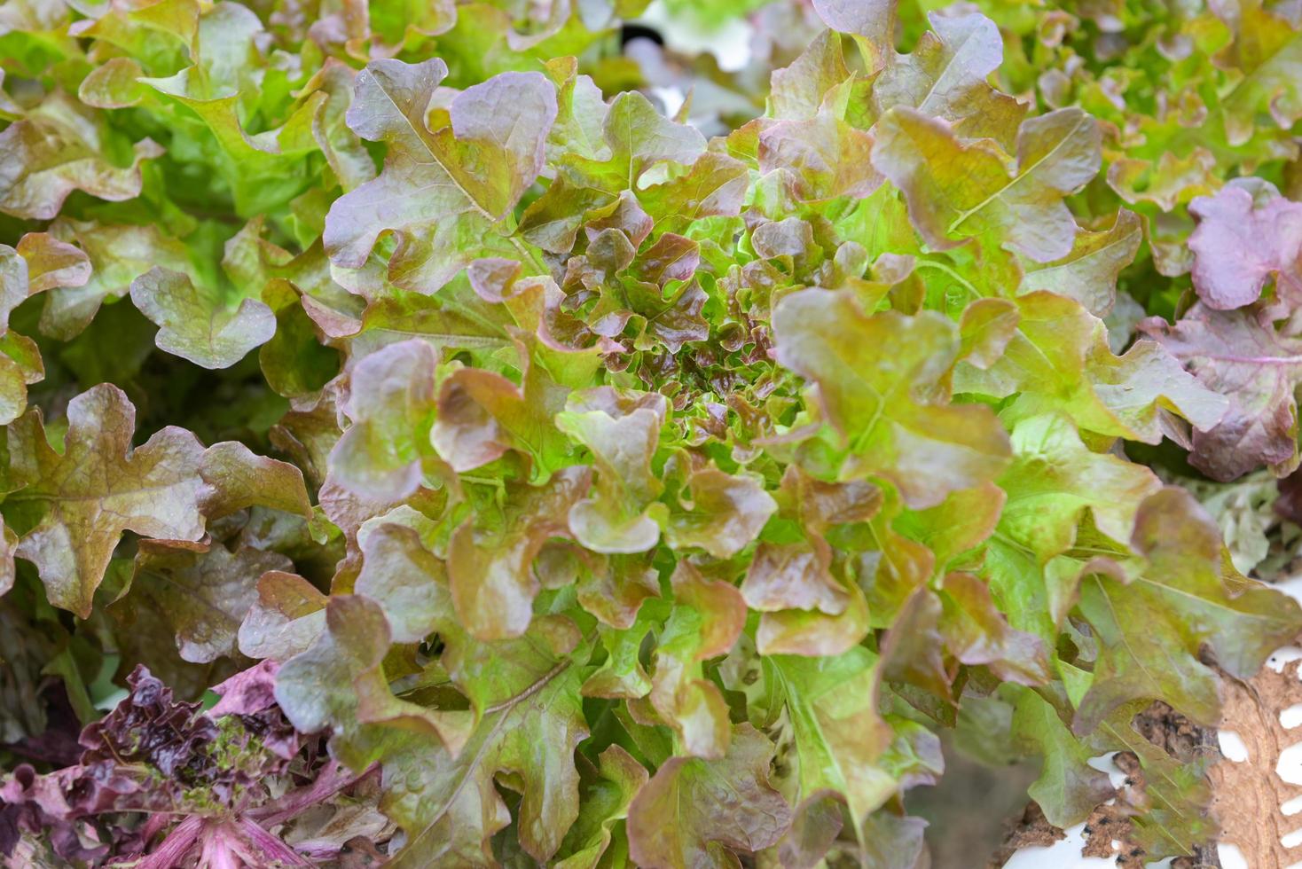 hydroponic planting in the hydroponic vegetables system on hydroponic farms red oak lettuce growing in the garden, gardener hydroponic plants on water without soil agriculture organic grow plants photo