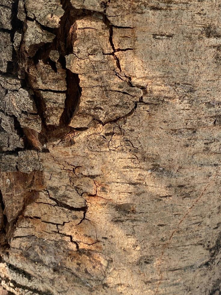 bark of a tree photo