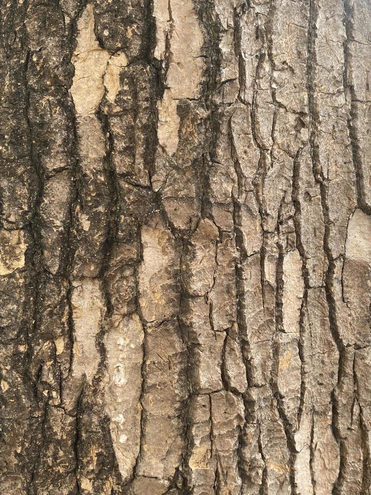 bark of a tree photo