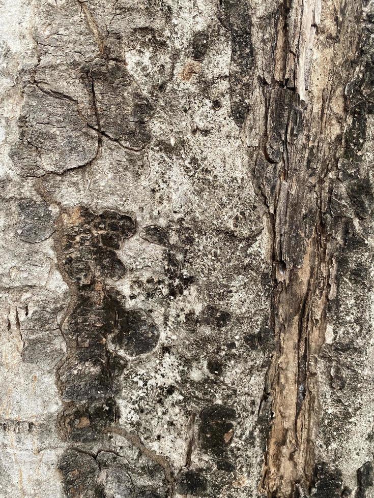 bark of a tree photo