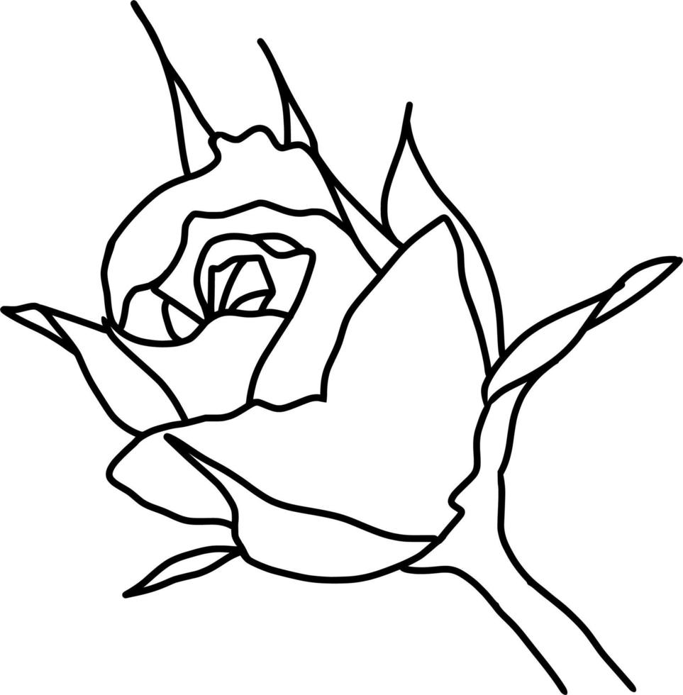 Sketch of Rose Flower vector