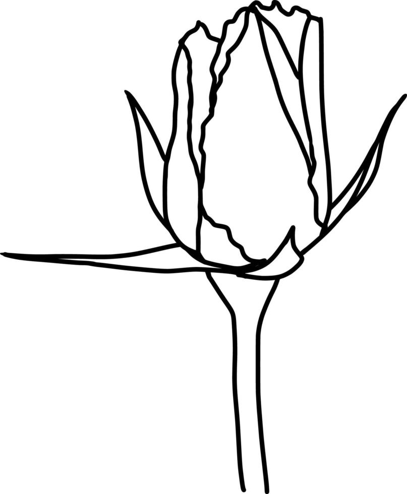 Sketch of Rose Flower vector