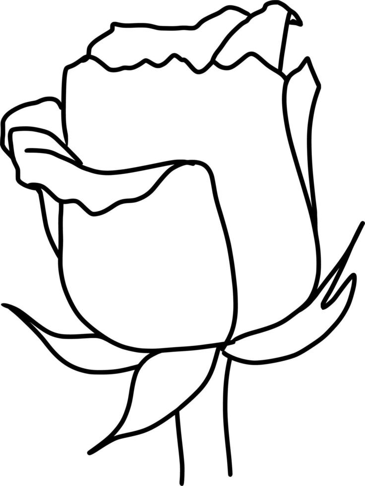 Sketch of Rose Flower vector