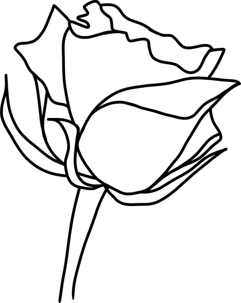 Sketch of Rose Flower vector