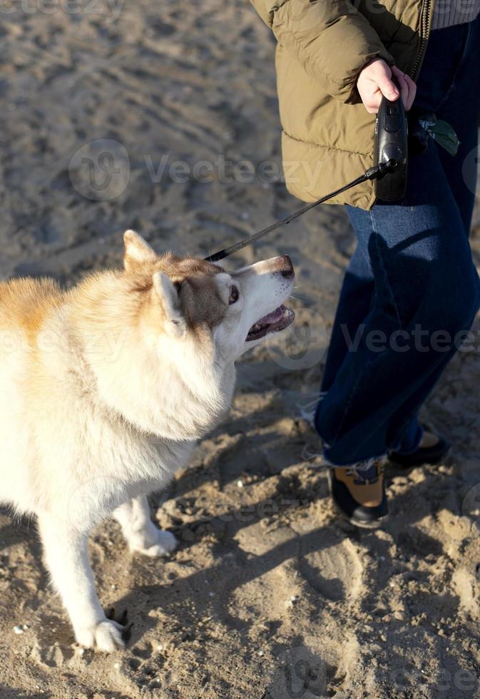 un perro en el playa con un persona en pie siguiente a eso foto