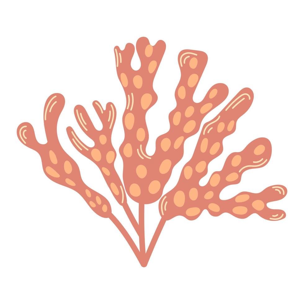 Illustration of sea Fucus or rockweed. Underwater seaweed with bladders on leaves. Modern hand drawn flat illustration on white background. vector