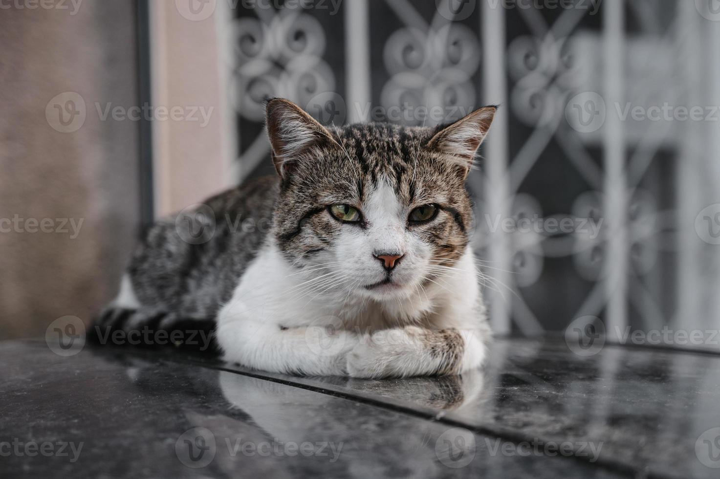 A spotted street cat lying on the steps.Gurzuf cats photo