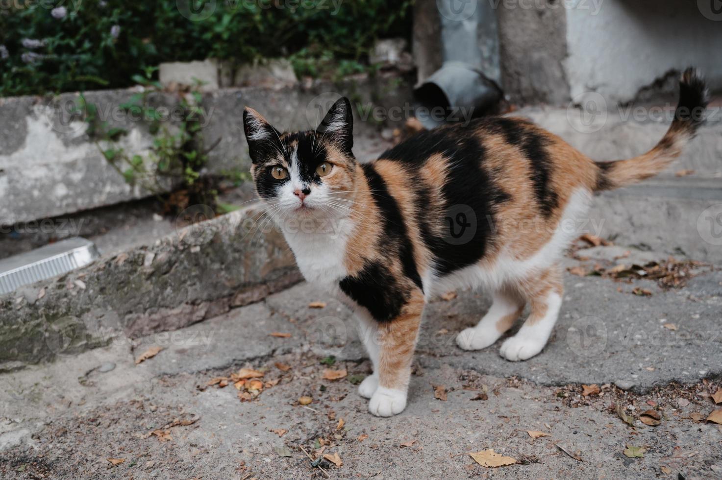 A spotted street cat walking along the street near the fence. Gurzuf cats. photo