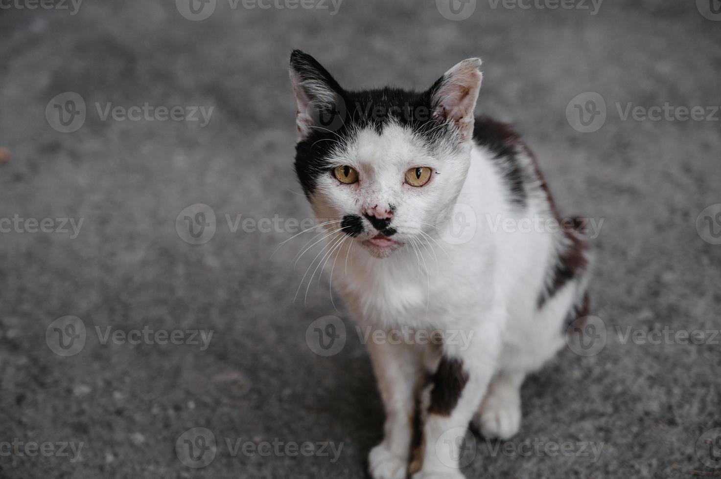A black and white street cat sitting on a path on the ground. Gurzuf cats photo