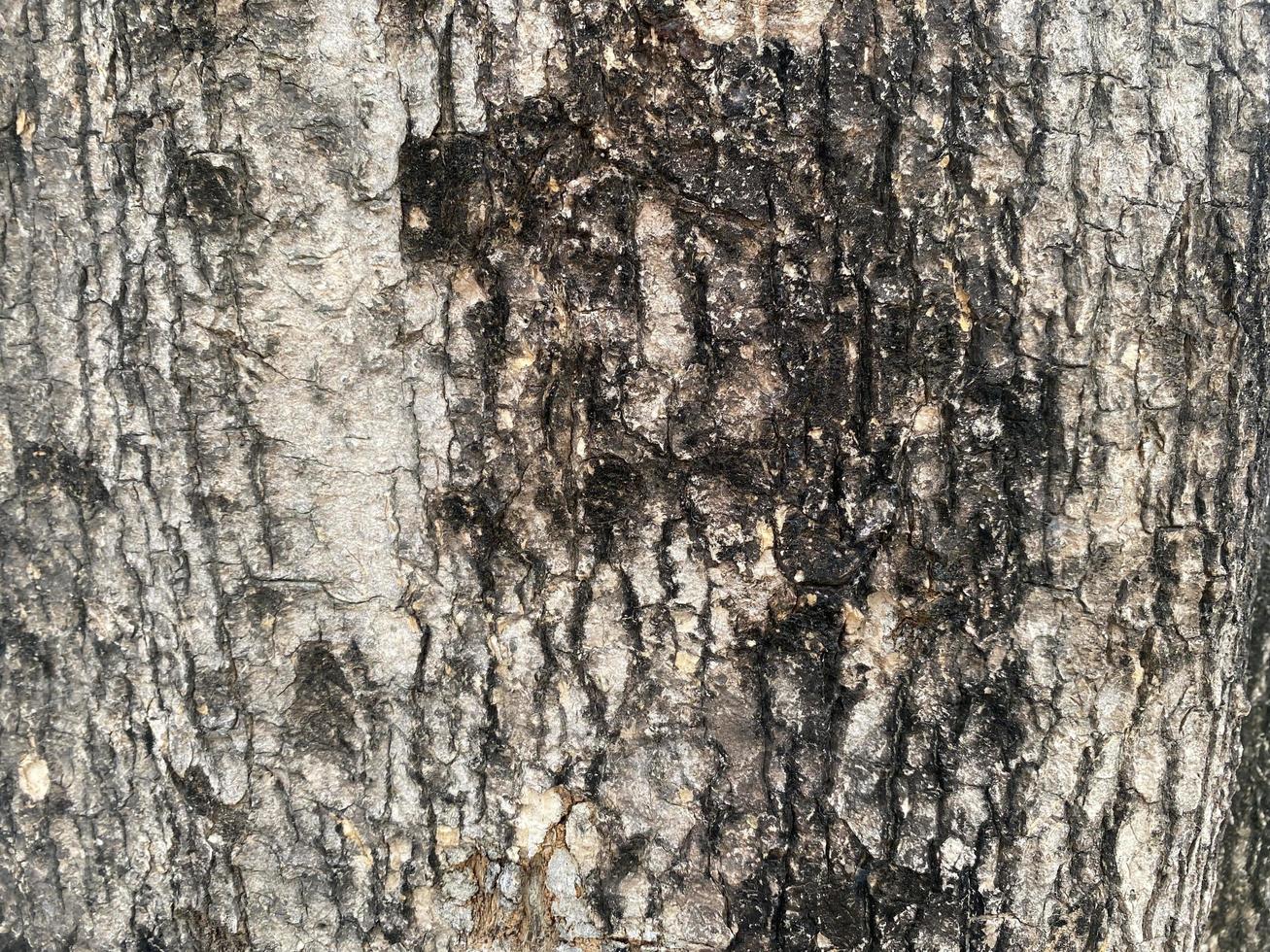 Old wooden tree texture photo