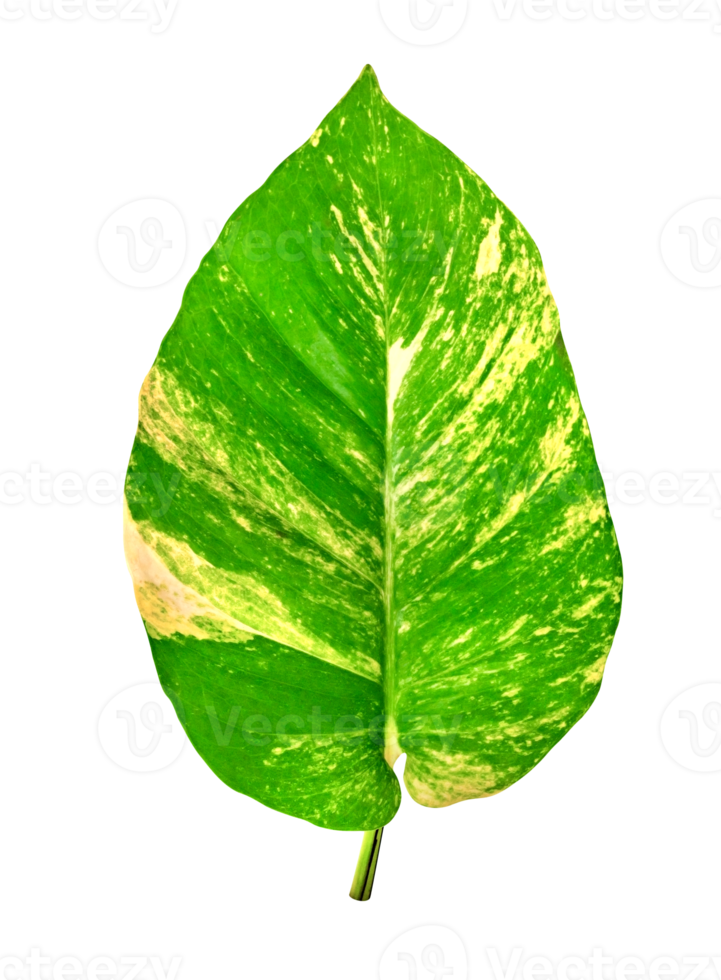 vert feuilles modèle de epipremnum aureum feuillage isolé. feuille exotique tropical, les diables lierre, d'or pothos png