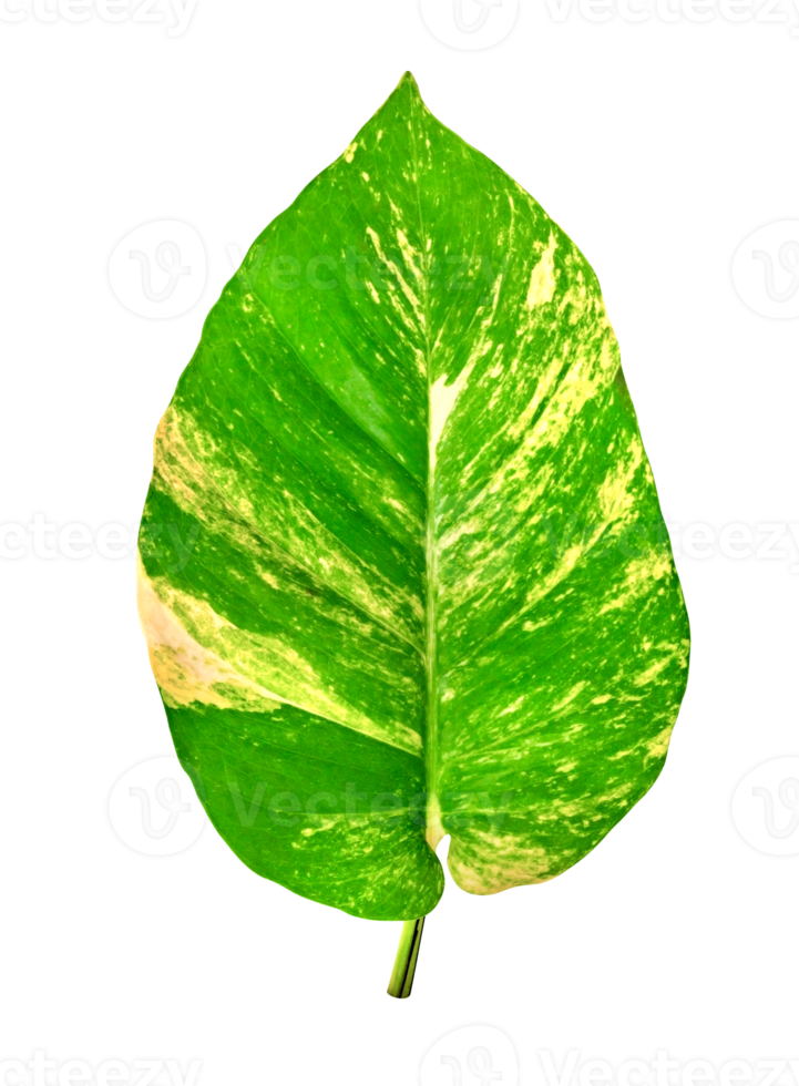 vert feuilles modèle de epipremnum aureum feuillage isolé. feuille exotique tropical, les diables lierre, d'or pothos png