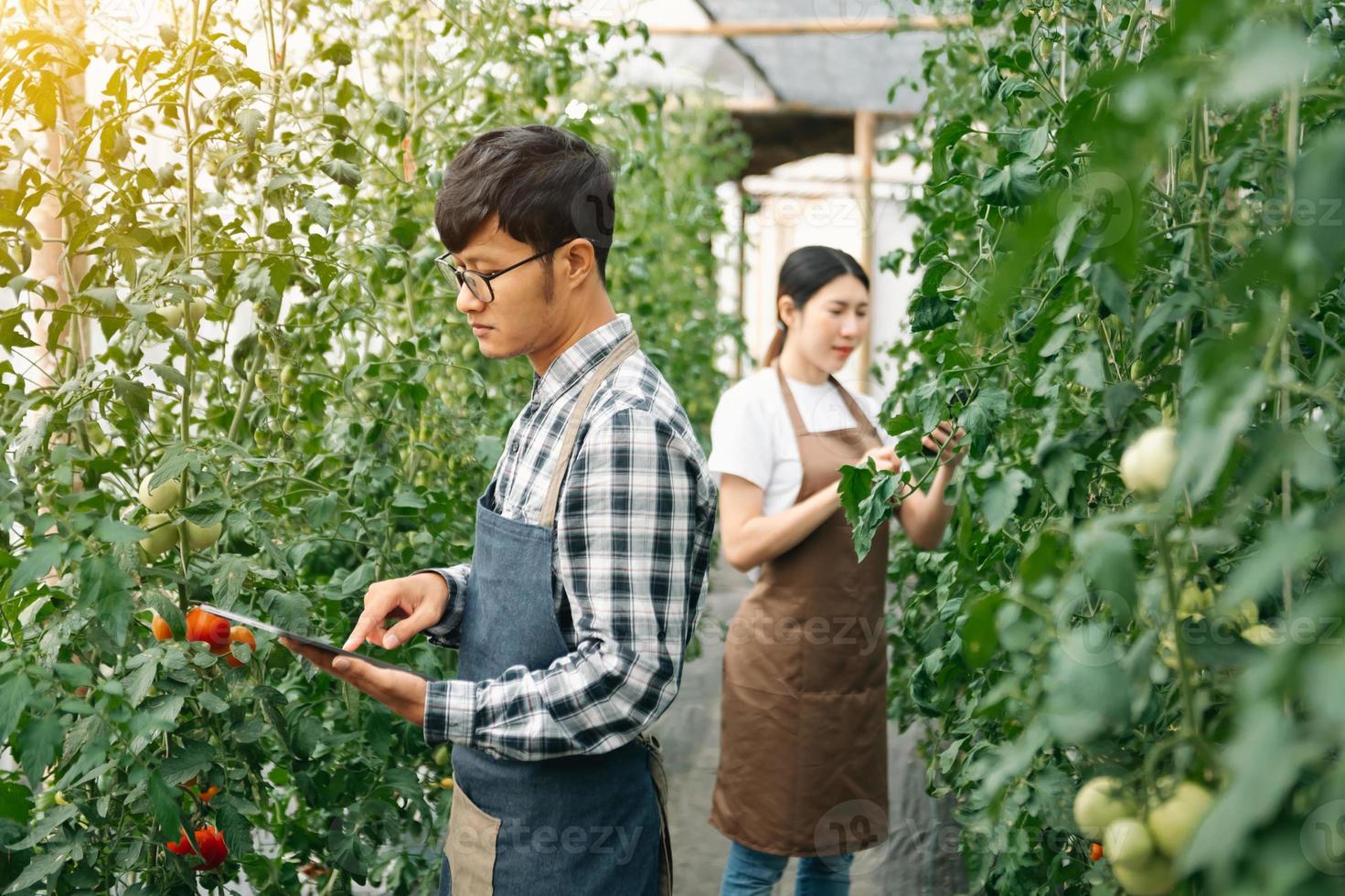 Agriculture uses production control tablets to monitor quality vegetables and tomato at greenhouse. Smart farmer using a technology photo