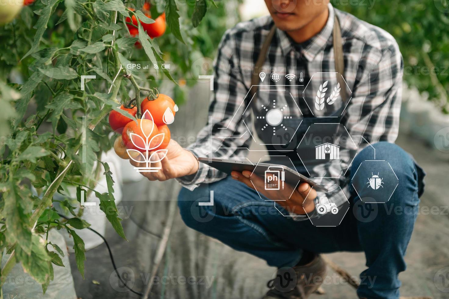 Smart farmer using application by tablet concepts modern vegetables and gardening lettuce at greenhouse. and visual icon.Smart farming photo