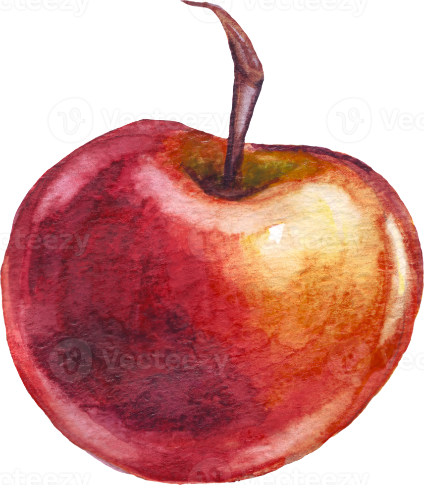 Apple. Watercolor illustration. Hand painted png
