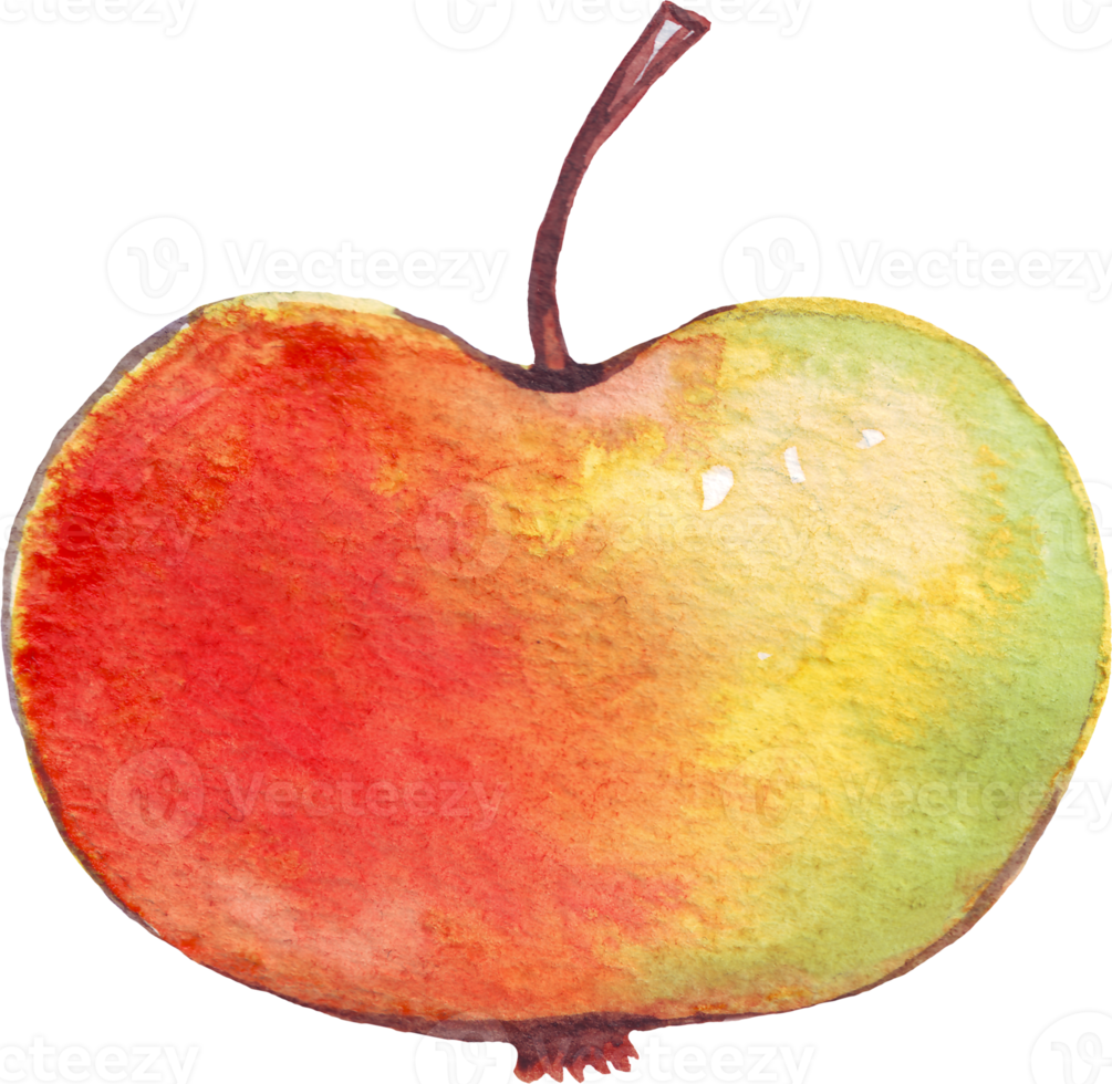 Apple. Watercolor illustration. Hand painted png