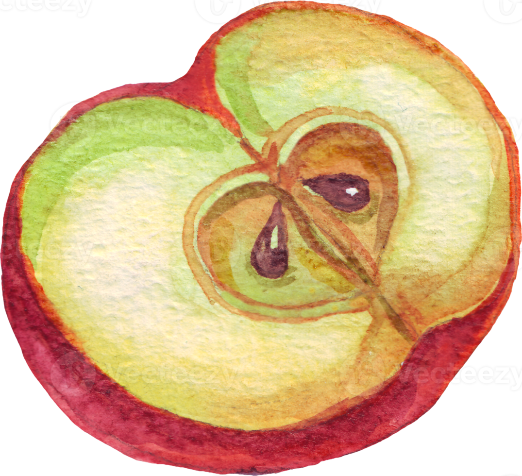 Apple. Watercolor illustration. Hand painted png