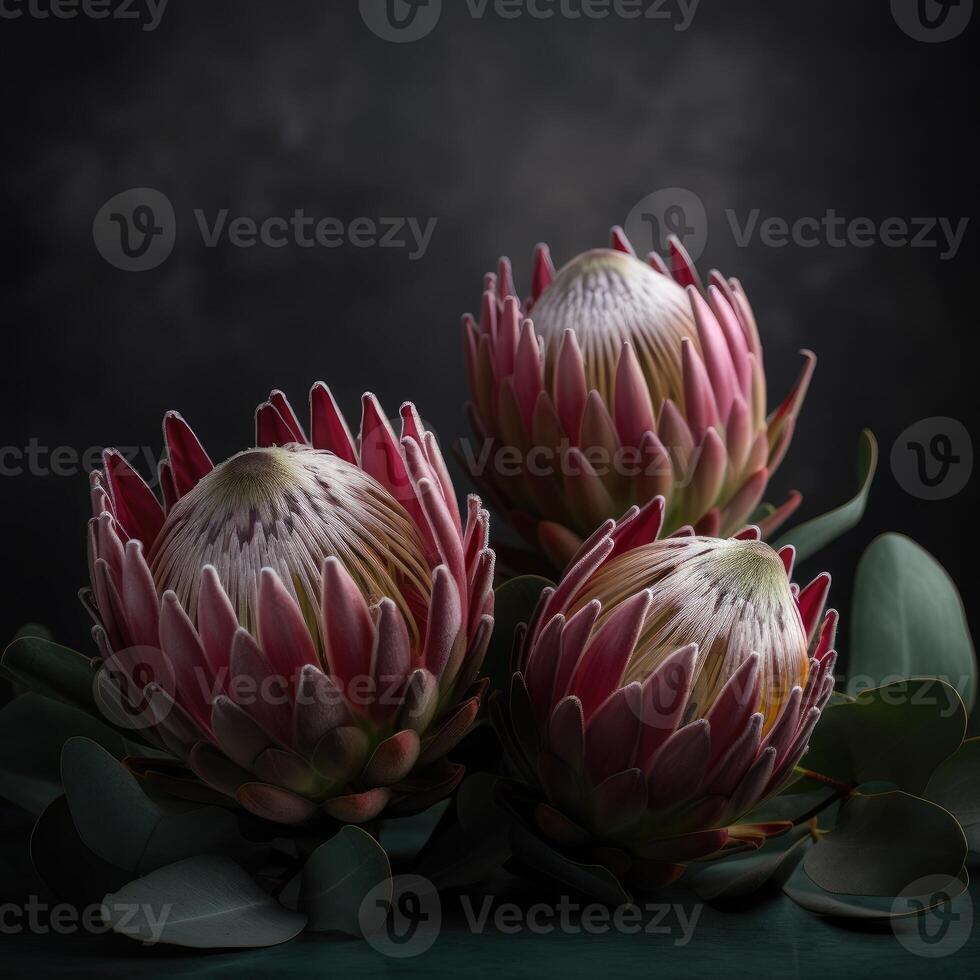 Beautiful blooming flower Warat Flora, Protea susara. .Created with photo