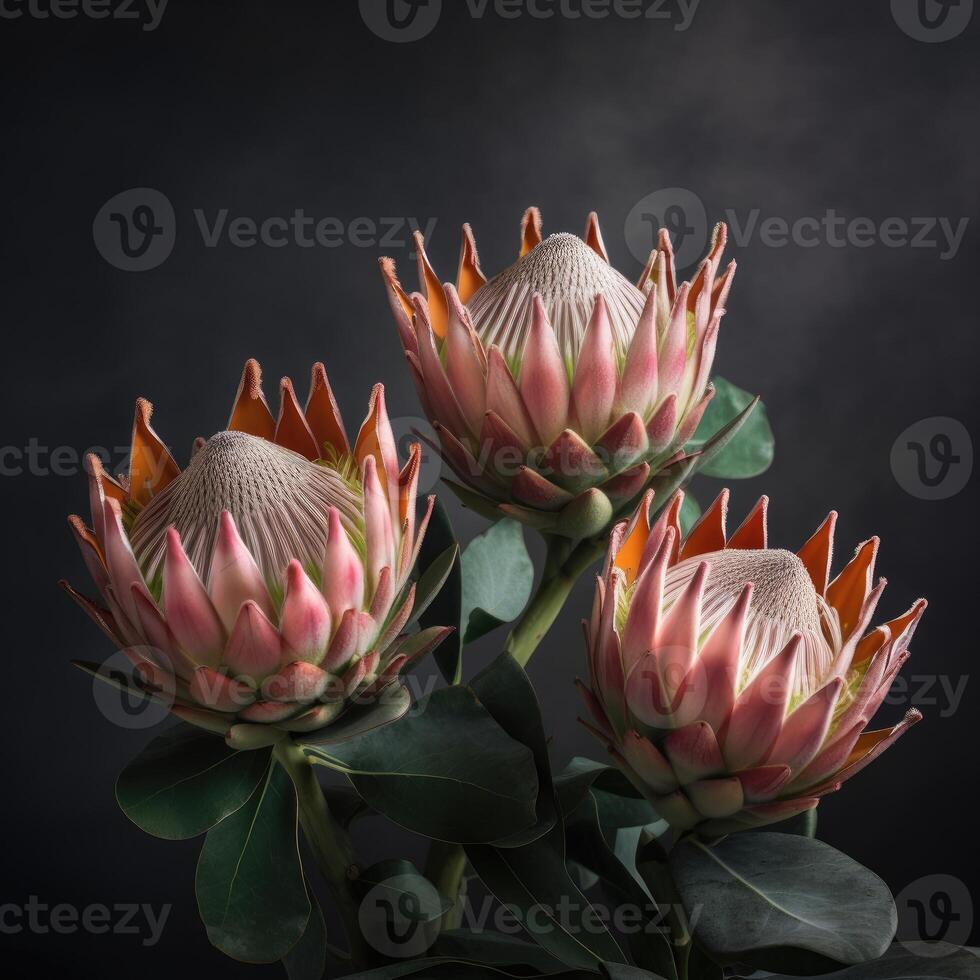 Beautiful blooming flower Warat Flora, Protea susara. .Created with photo