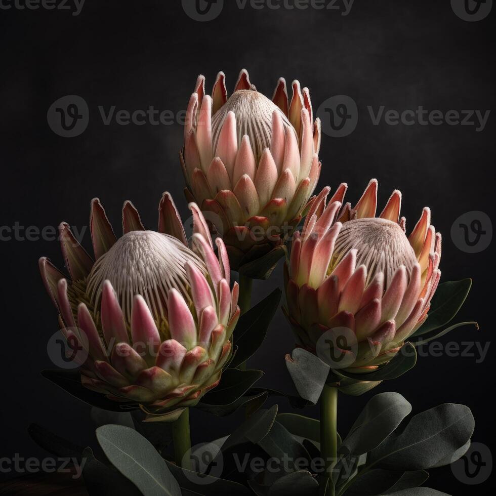 Beautiful blooming flower Warat Flora, Protea susara. .Created with photo