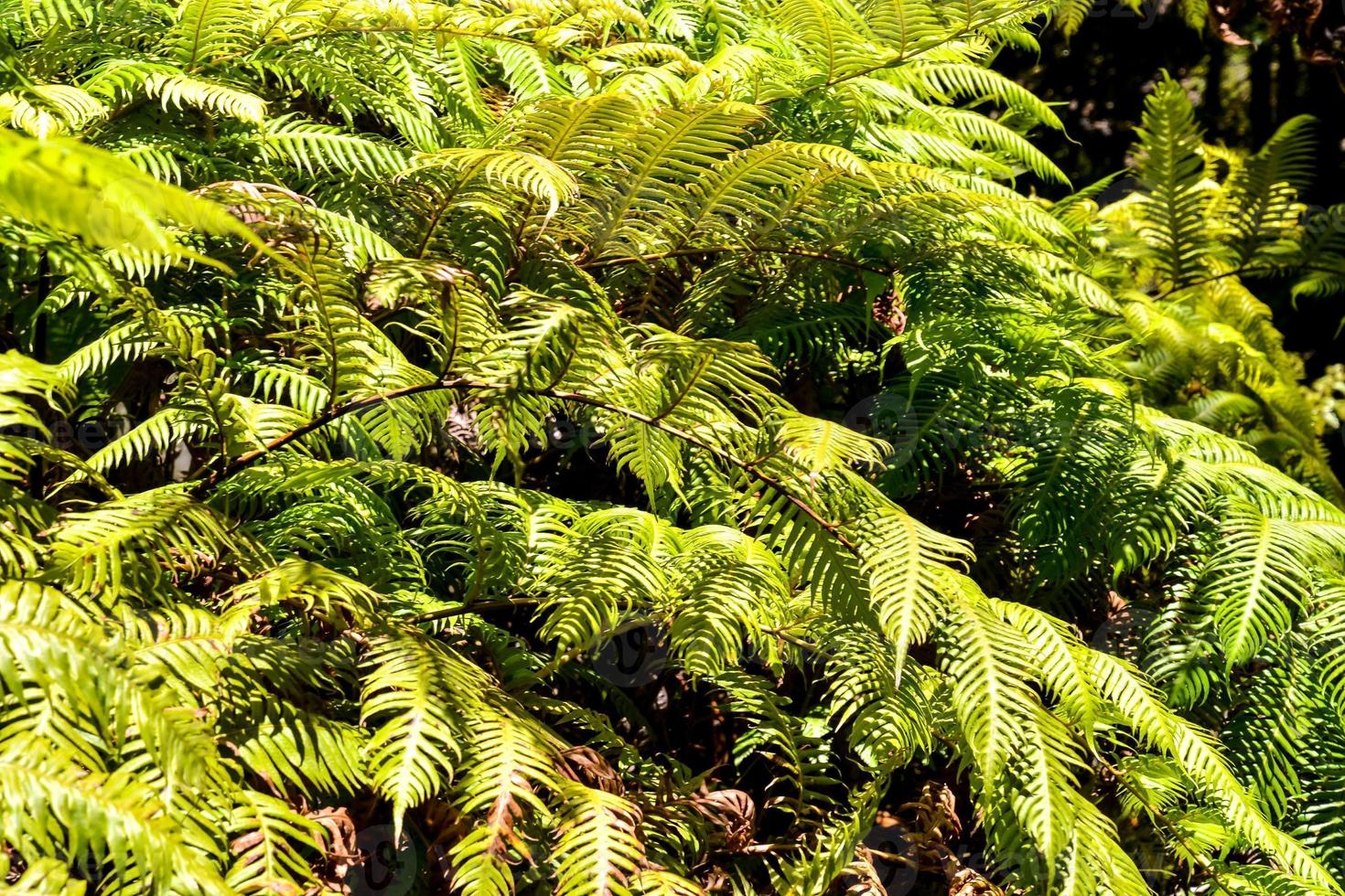 arboles en el bosque foto