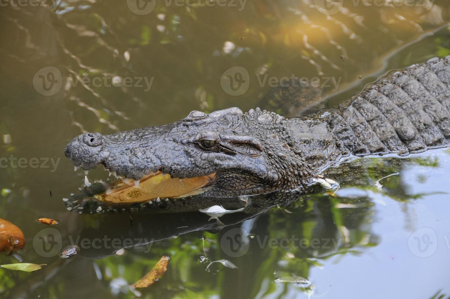 Crocodile swimming in the river photo