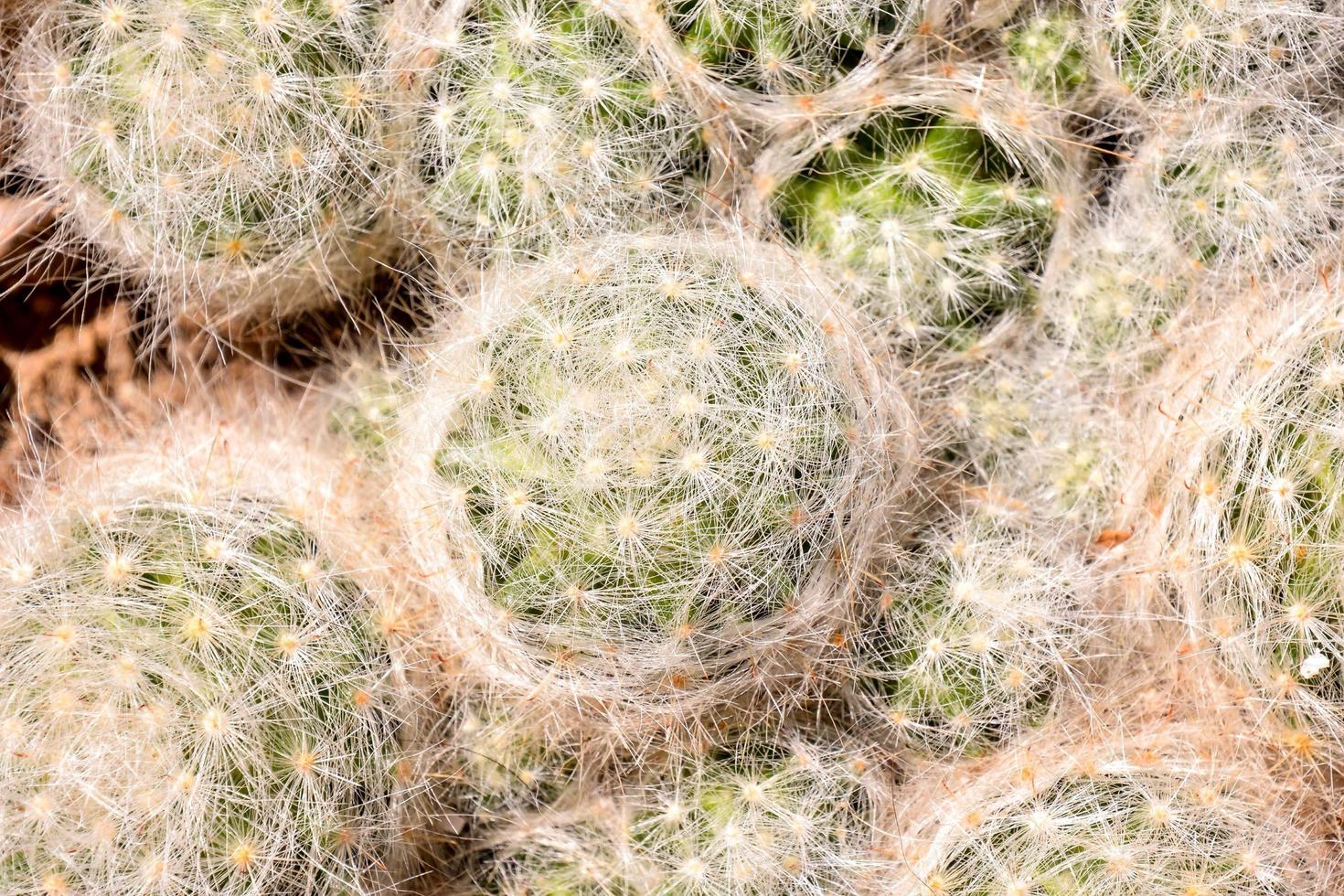 cerca de un cactus foto