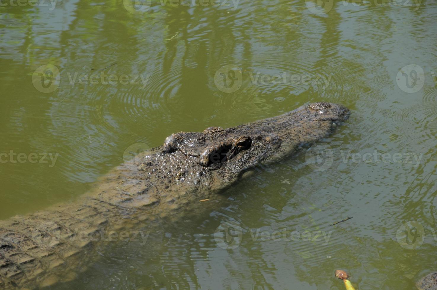 Crocodile swimming in the river photo