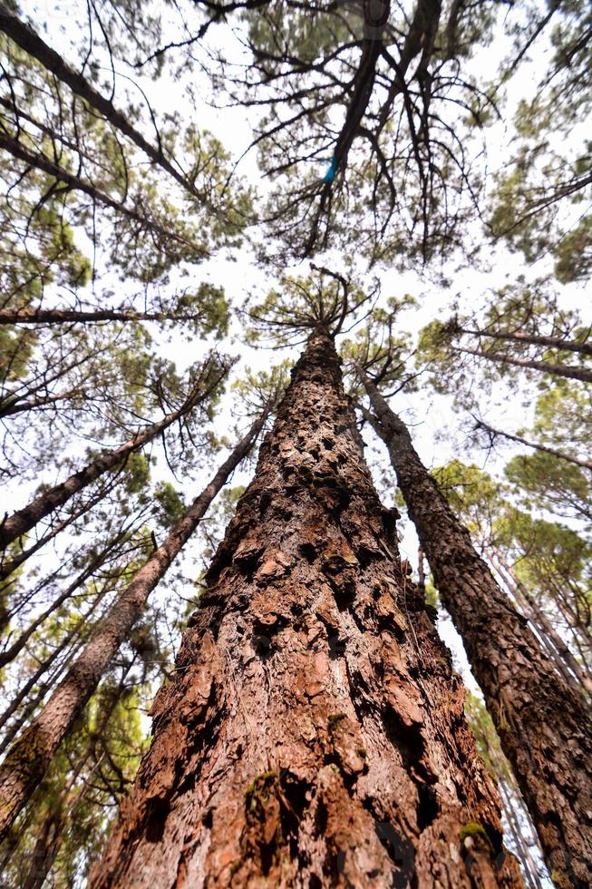 Trees in the forest photo