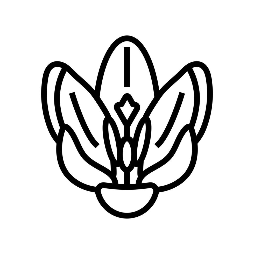 crocus flower spring line icon vector illustration