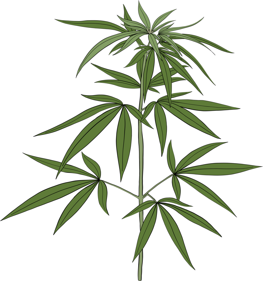 simplicity cannabis plant freehand drawing. png