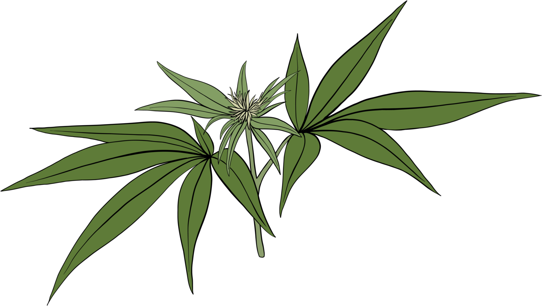 simplicity cannabis plant freehand drawing. png