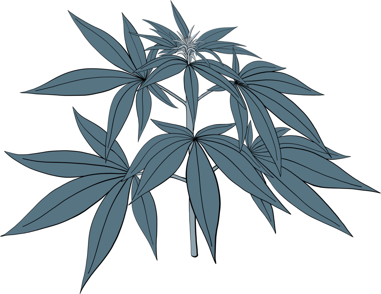 simplicity cannabis plant freehand drawing. png