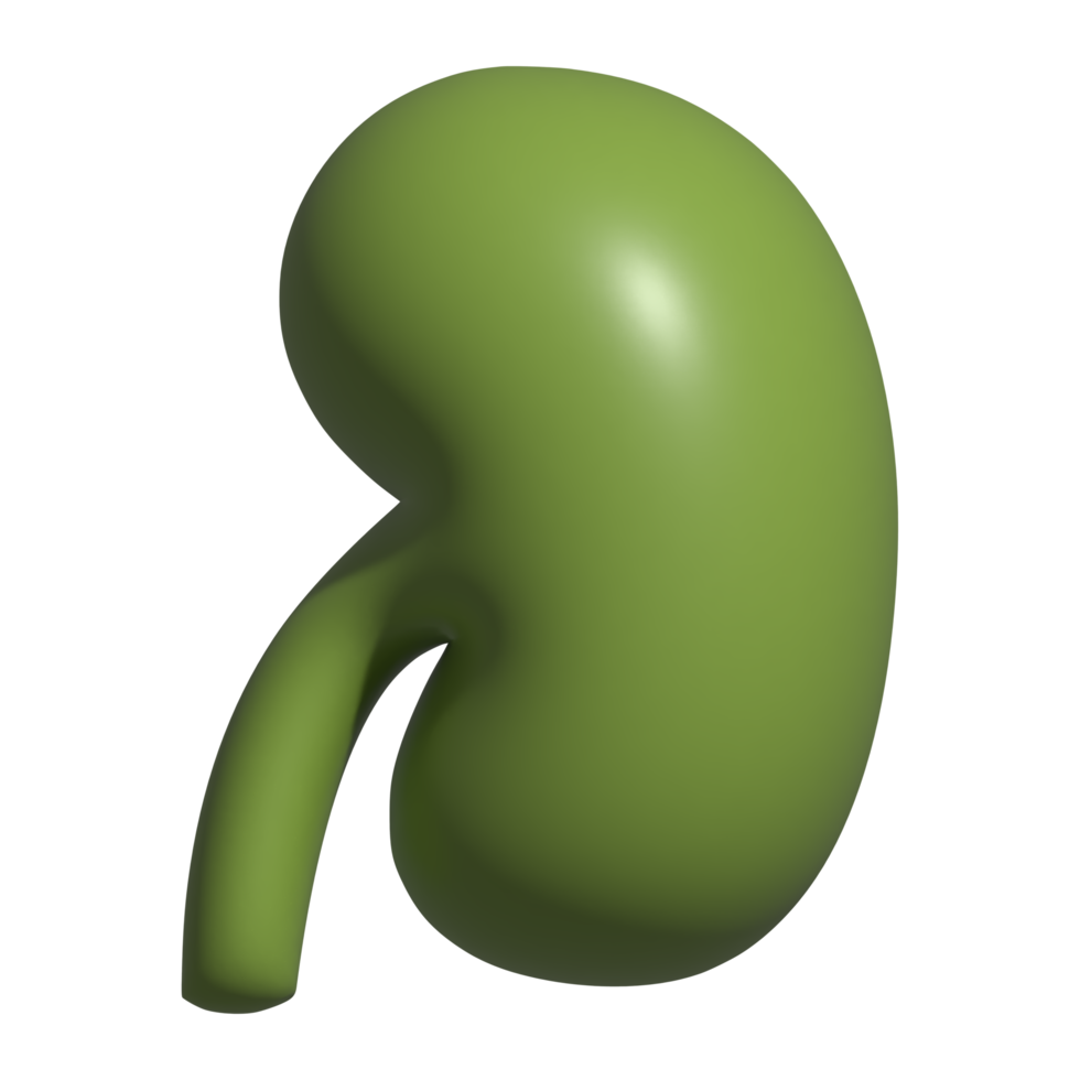 3d icon of kidney png