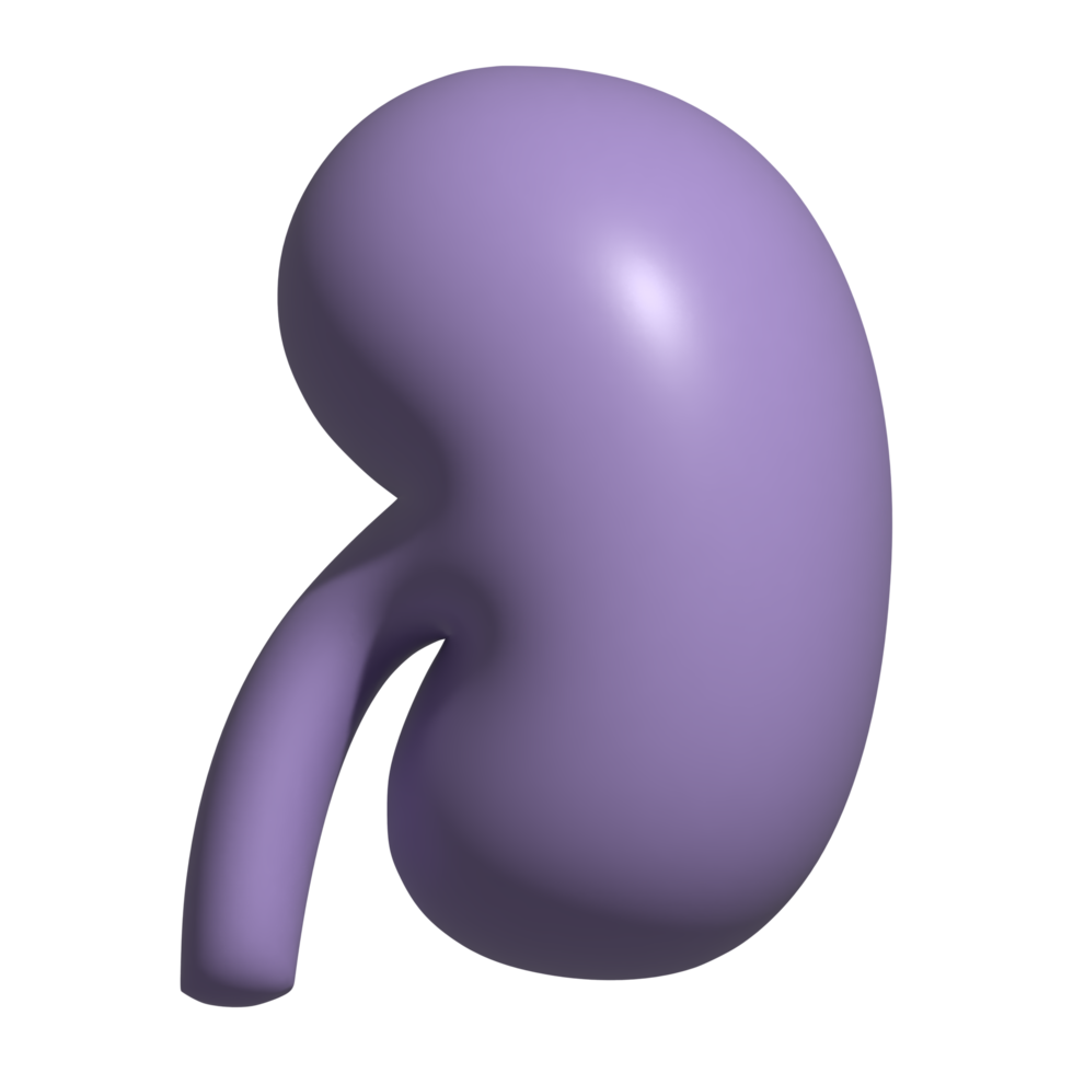 3d icon of kidney png