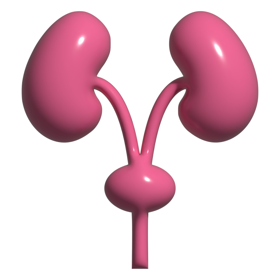 3d icon of kidney png