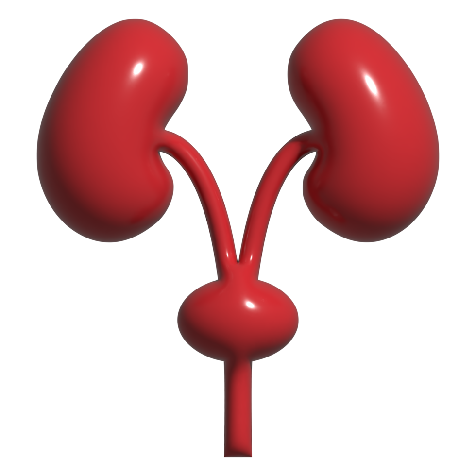 3d icon of kidney png