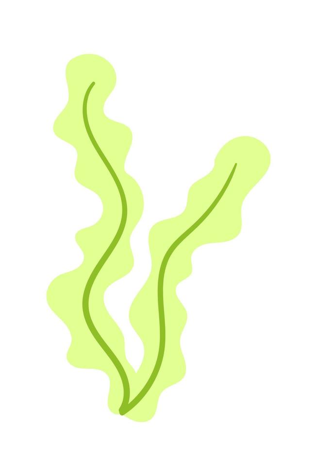 seaweed flat vector cartoon color illustration on white background. Superfood - healthy spirulina, algae