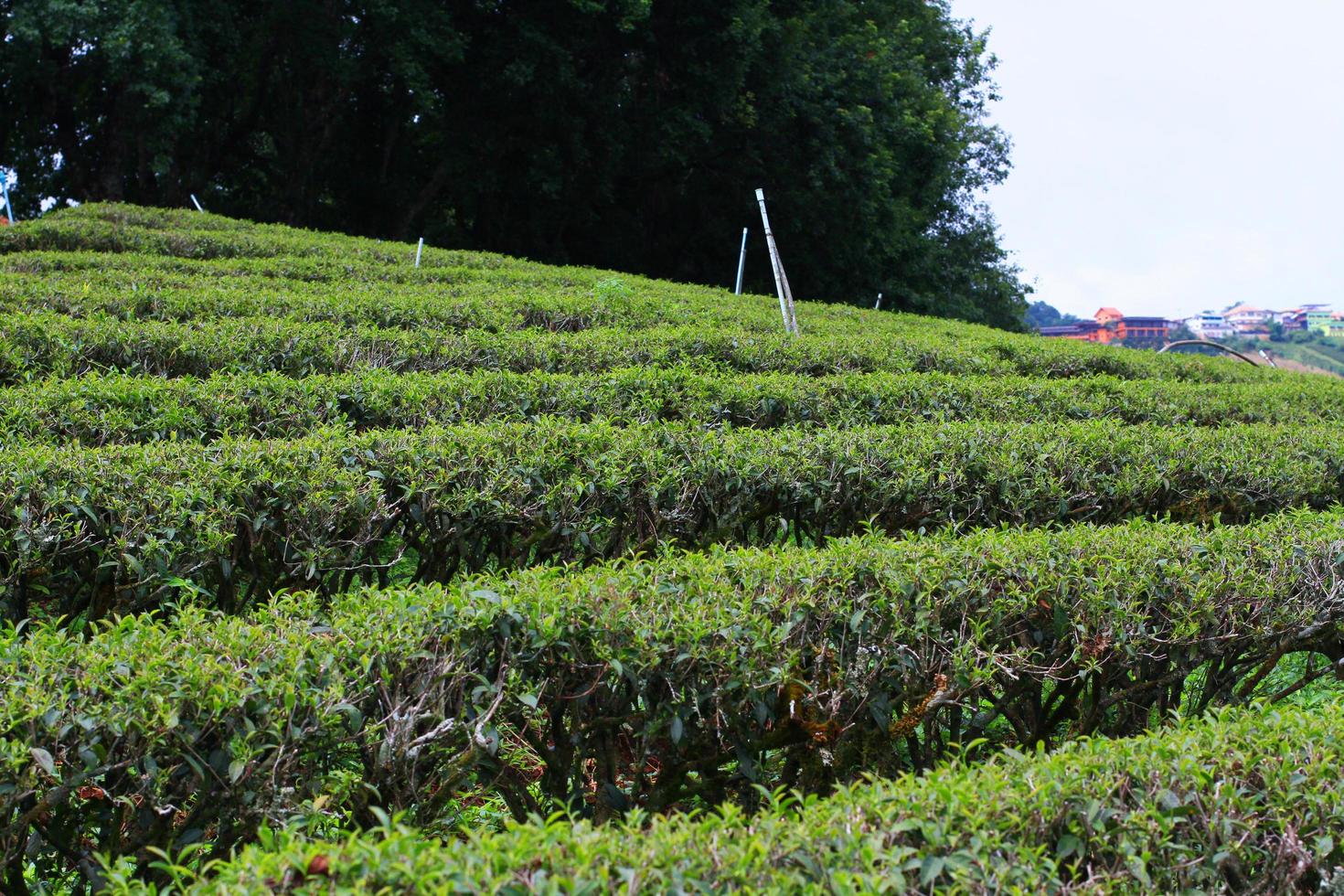 Tea Plantation in sunrise on the mountain and forest in rain season is very beautiful view in Chiangrai Province, Thailand. photo