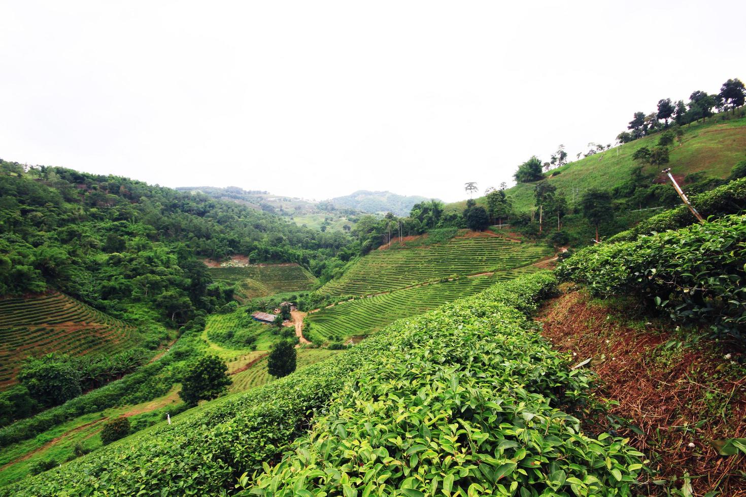 Tea Plantation in sunrise on the mountain and forest in rain season is very beautiful view in Chiangrai Province, Thailand. photo